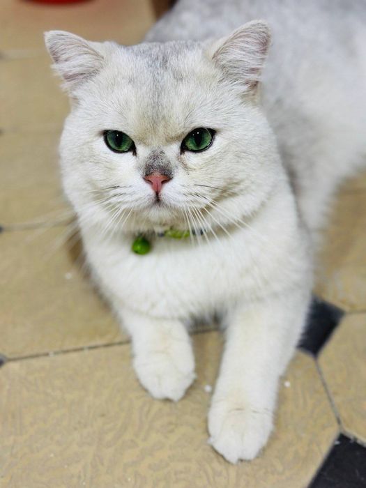 Вязка котов ( Британская серебристая Шиншилла)