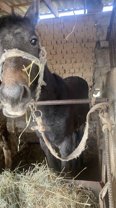 Тай сатылады жақсы аттың баласы