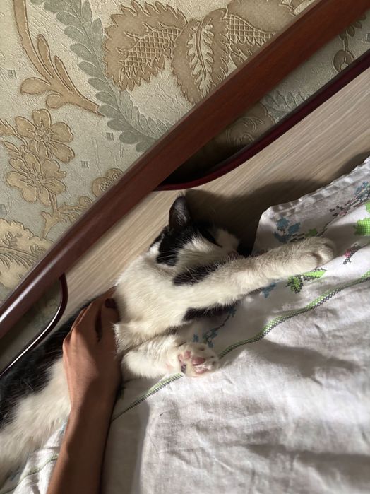 Ласковая кошка, 4 года