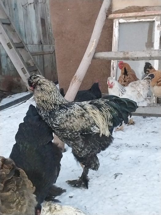 Петушки молодые с хохлами бородами лохмоногие