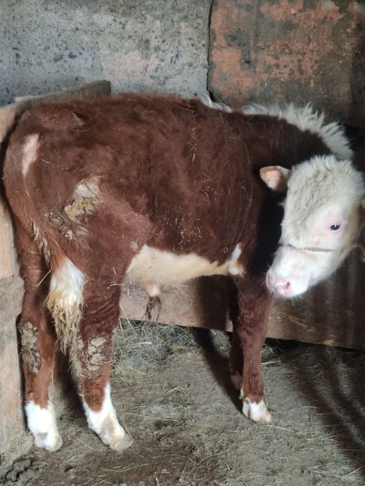 20 Бұқа сатылады откормдегі