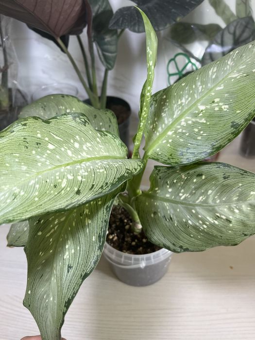 Комнатные растения