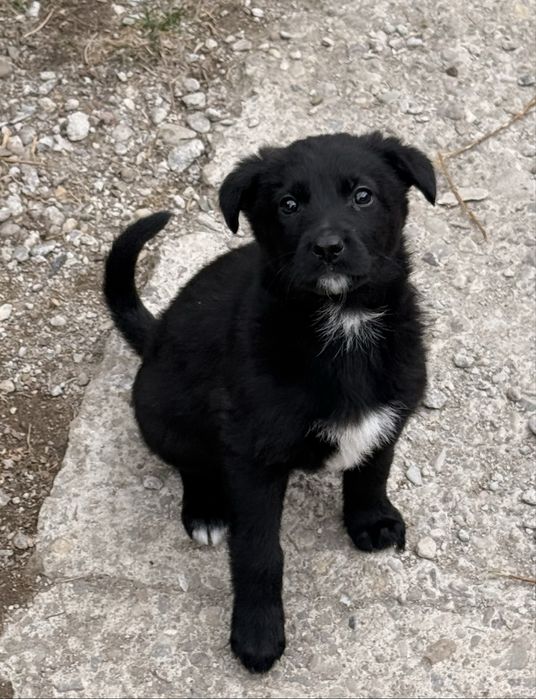 Căutăm familii pentru 4 cățelușe