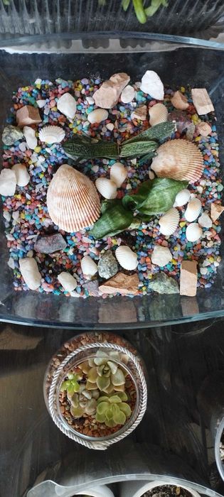 Комнатные цветы Шымкент