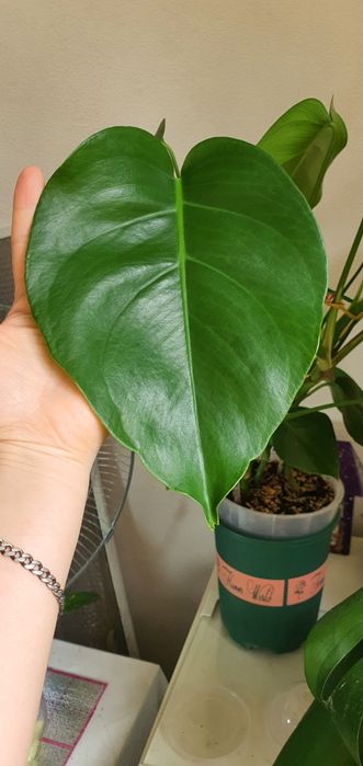 Монстера делициоза