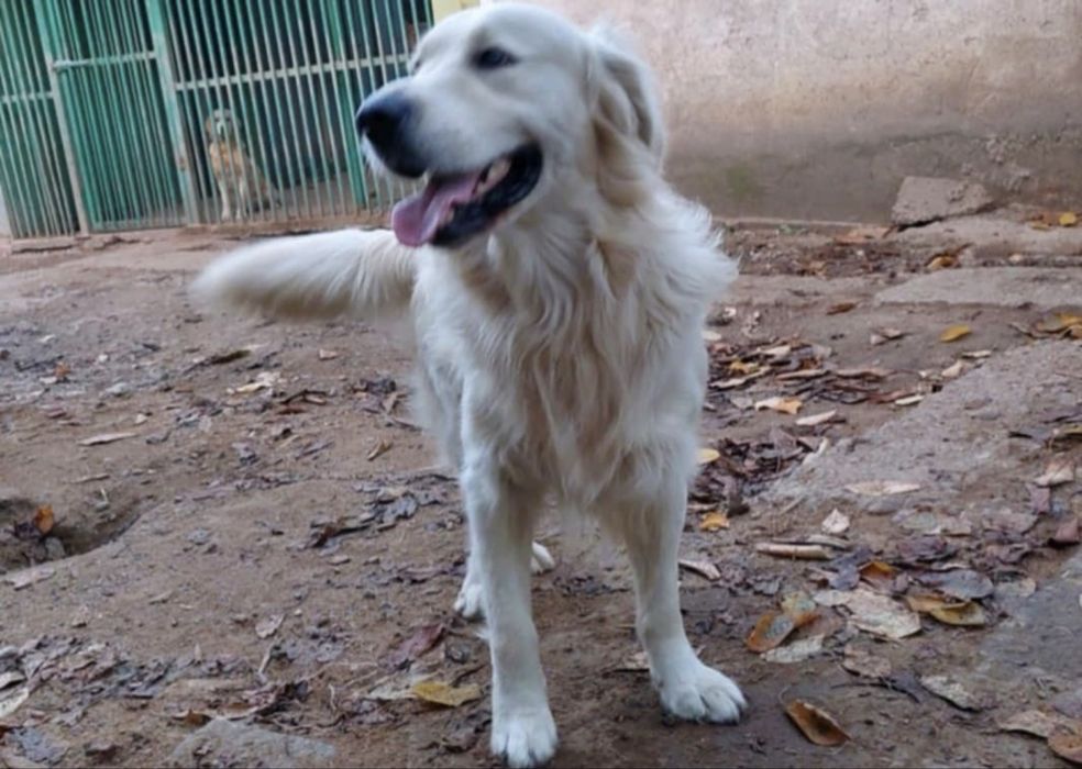 Голдън Ретривър кутрета