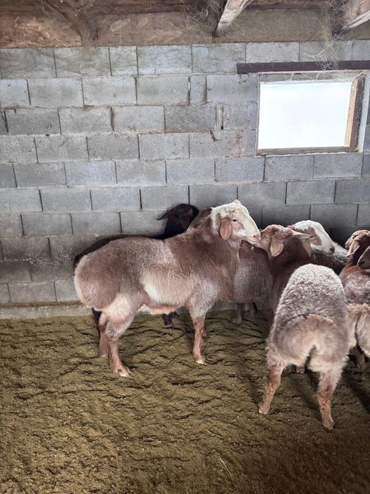 Продам кошкара 2.5 года