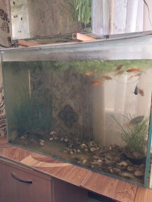Продажа оквариума