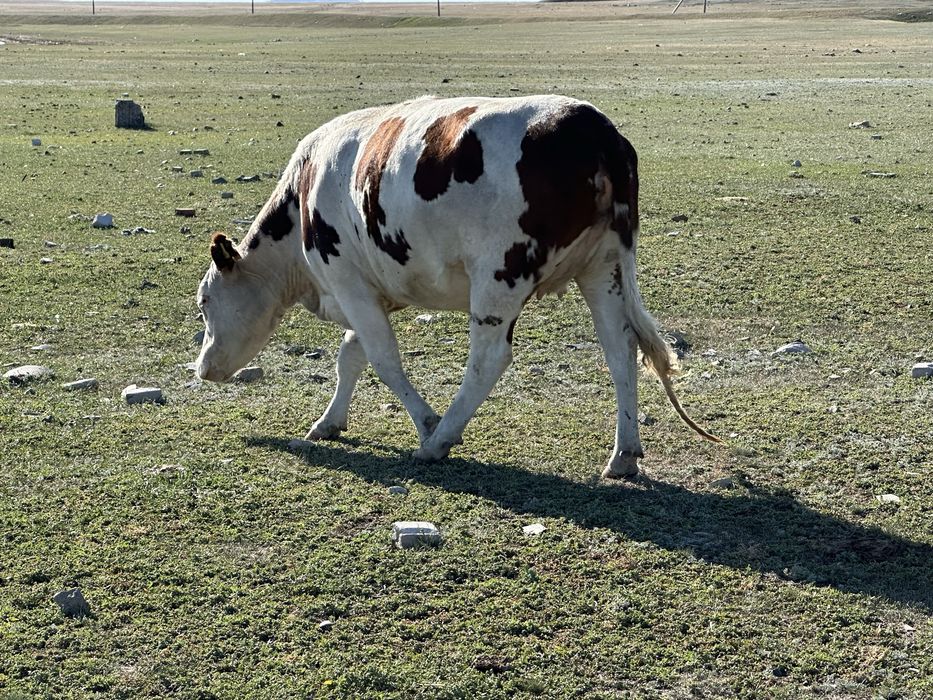Тайша сатам куздик