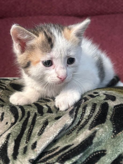 Отдам в добрые руки котят