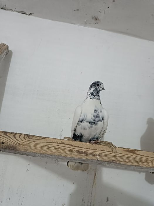 Голуби. Кептер. Кус