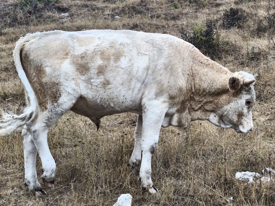 Vând tăuraș bălțat