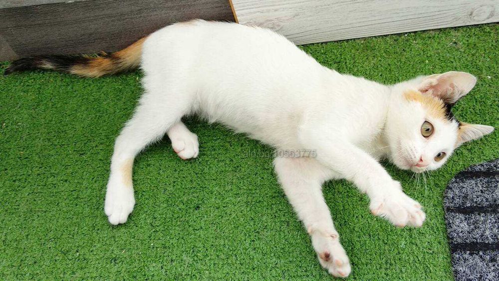 Подарявам малко беличко котенце