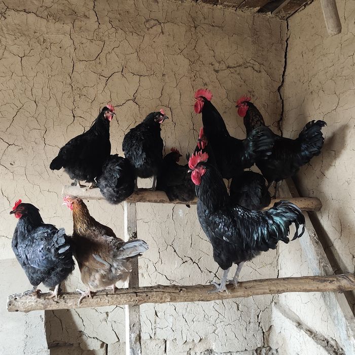 Qora xorozla sotiladi domashniy