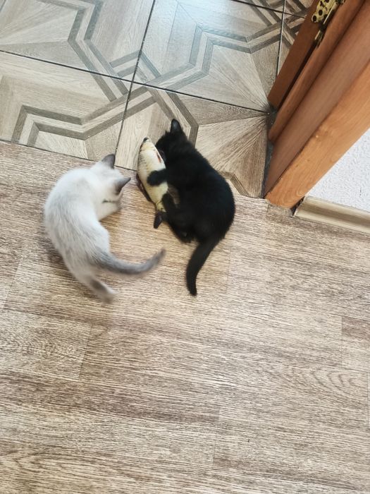 Отдам котят в добрые руки