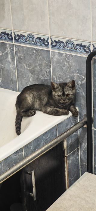 Продаются одна скотиш страйт (девочка)