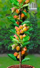 Pomi fructiferi columnari