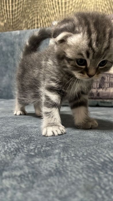 Котята,шотланд-британские