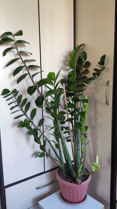 Замиокулькас (долларовое дерево)