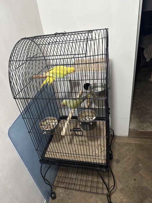 Ofertă azi micul alexandru