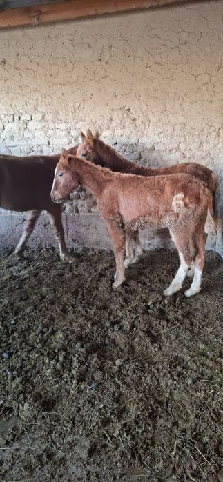 Тайлар сатылады 2 бас