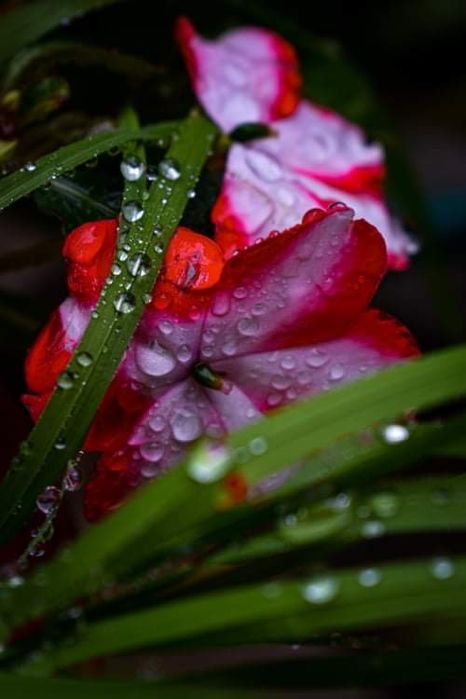 Nikon D3500 -Cameră foto digitală în stare foarte bună