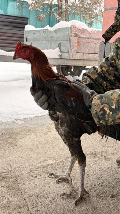 Дакан шөже сатылады