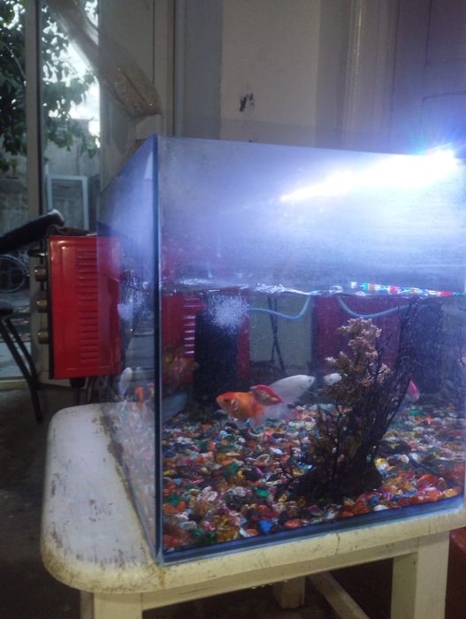 Akvarium baliqlari bilan