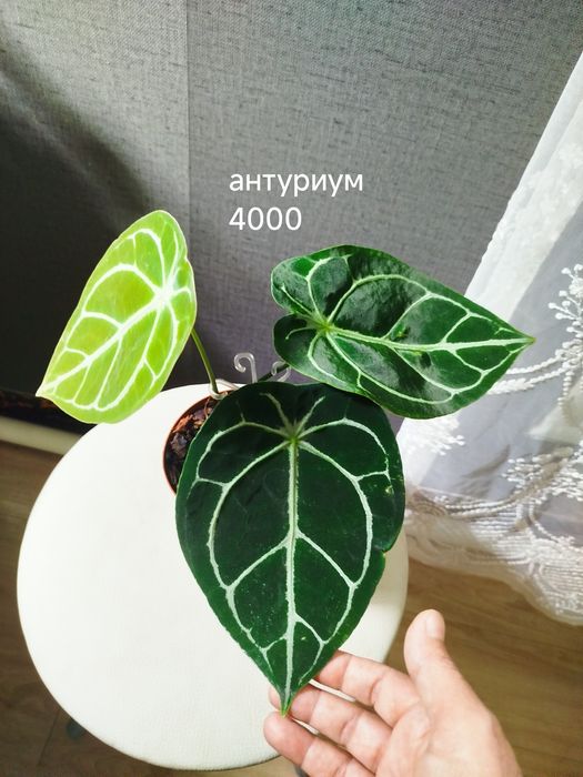 Комнатные  цветы