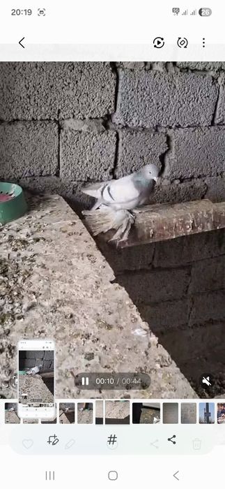 Голуби на продажу