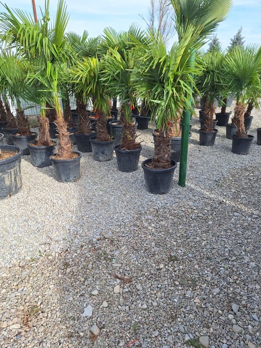 Vindem plante ornamentale tuia spiral măslin palmieri mestecân palmier