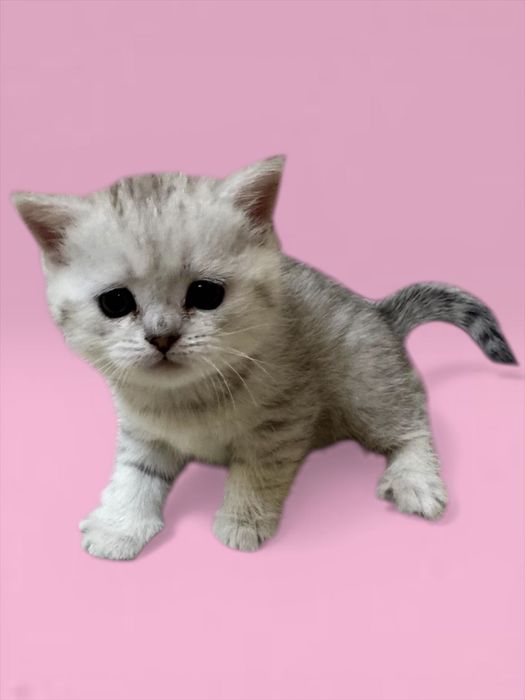 Продаются котята,шотландские скоттиш фолд и страйк