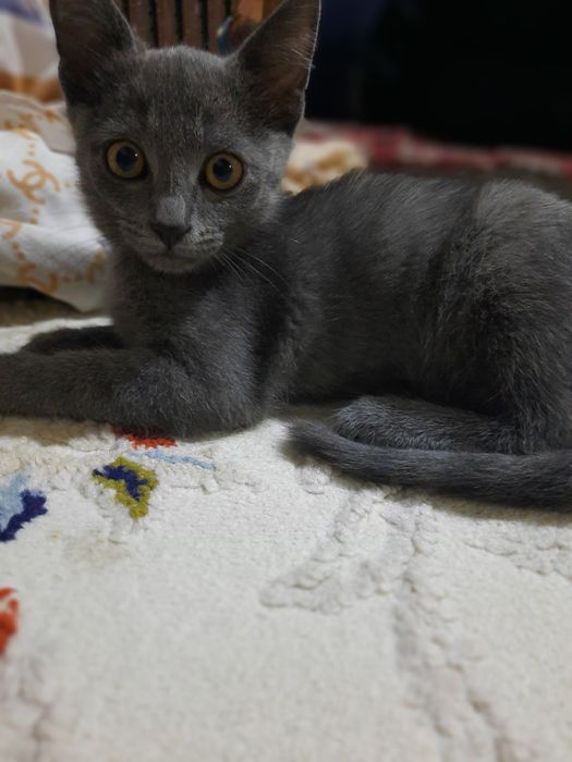 Котята 3 месяцаа