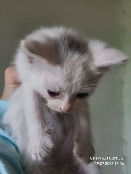 Ищем  котятам дом