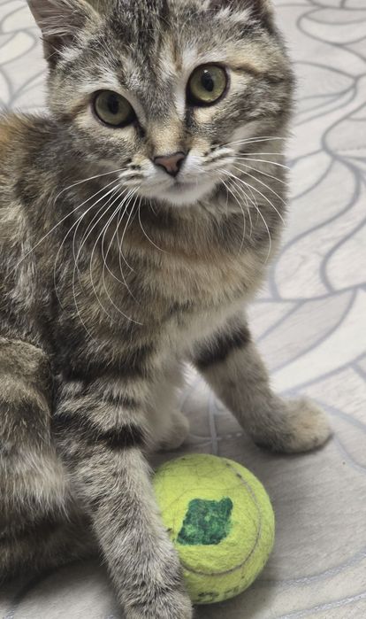 отдам кошку в хорошие руки