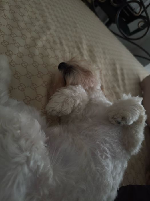 Мальтипу (щенок 9 месяцев)