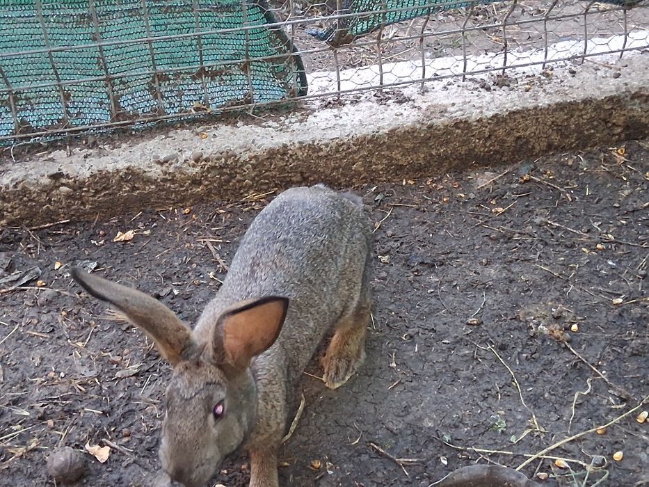 Epuri belgian pui