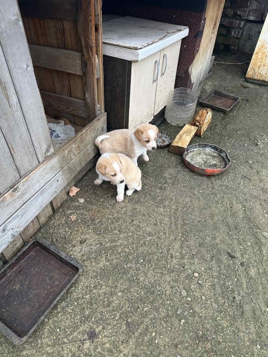 Подарявам кученца