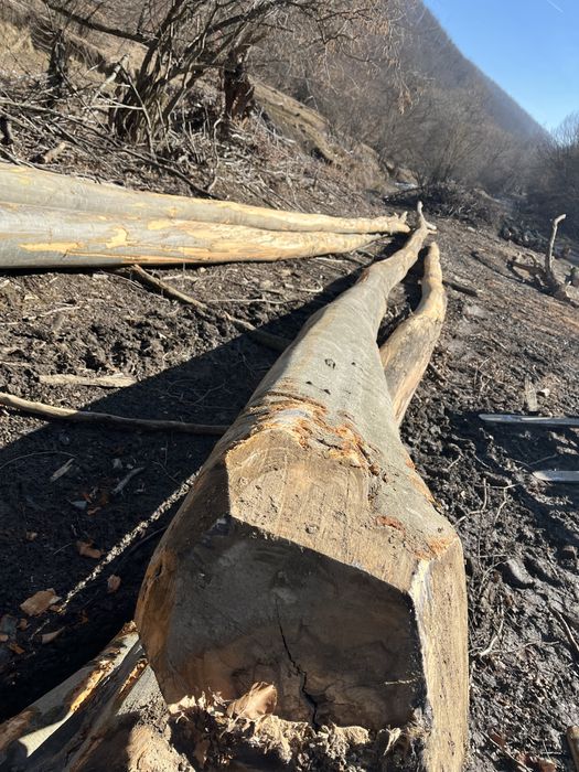 Vând lemne de foc , fag , stejar !!