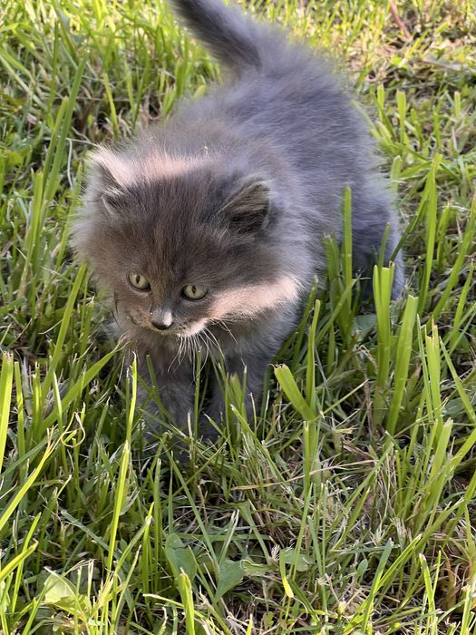 Отдам котенка (кошечка) в добрые, заботливые руки.