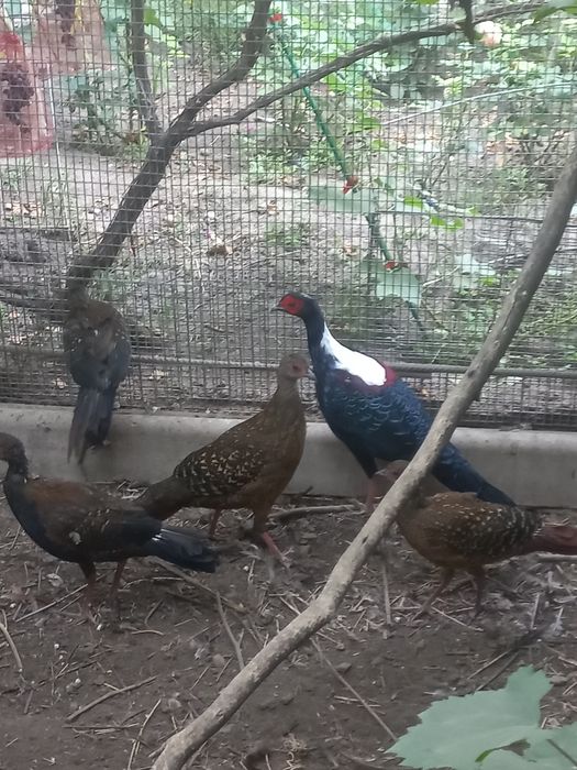 Фазаны свайно парами