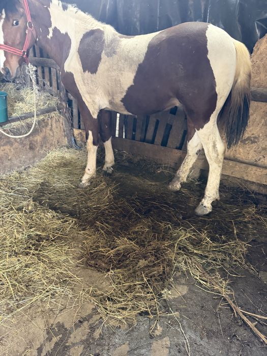 Manz baltat de 11 luni