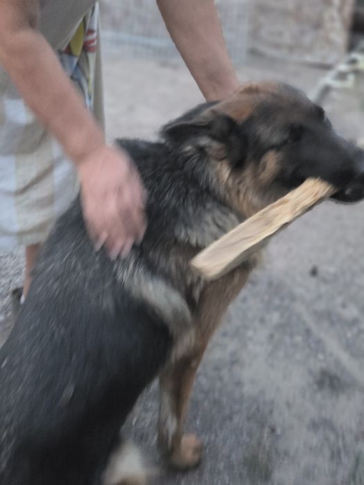 Продаю немецкую овчарка