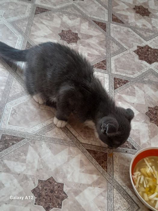 Отдам кошечку в добрые руки