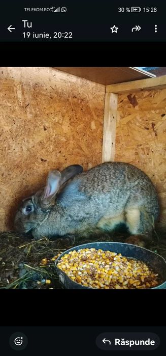 Vand iepuri uriasi germani