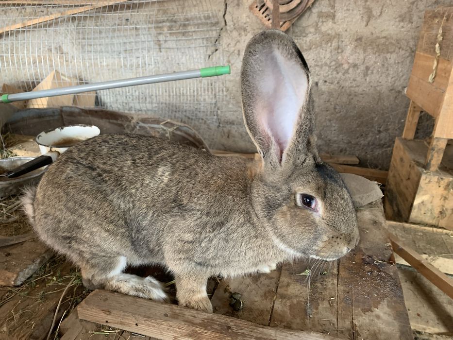 Кролики породы Фландер