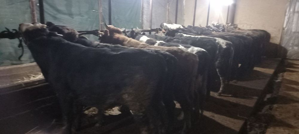 17 бош, ёшига тўлган гибрид ва местный буқалар сотилади, ҳаммаси соғло