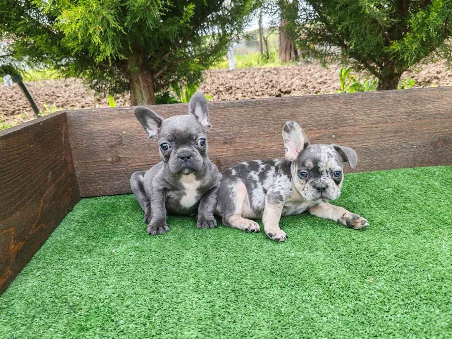 Френски булдог - мъжки