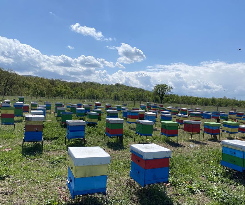 Биологичен пчелен мед
