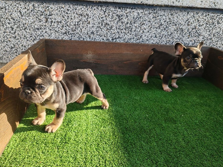 Френски   булдог